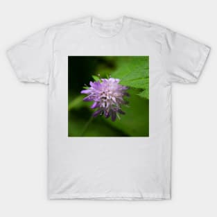 Violet Mountain Flower - Globularia nudicaulis L T-Shirt